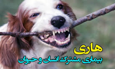 حیوان گزیدگی